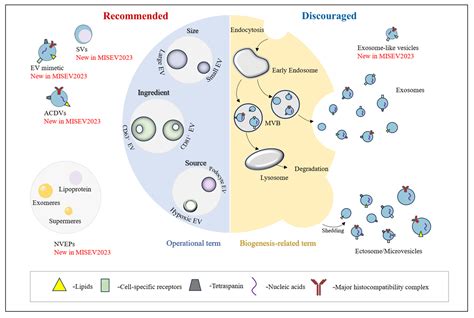 misaqv|Minimal information for studies of extracellular vesicles  .